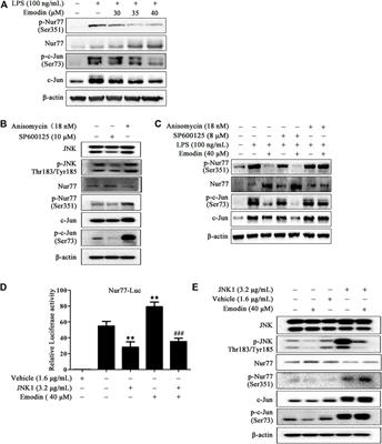 Emodin Protects Against Lipopolysaccharide-Induced Acute Lung Injury via the JNK/Nur77/c-Jun Signaling Pathway